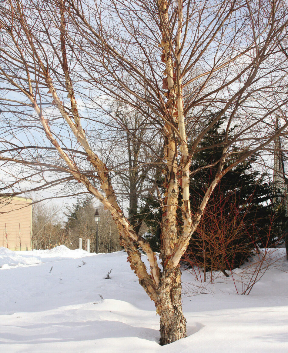 Fox Valley river birch