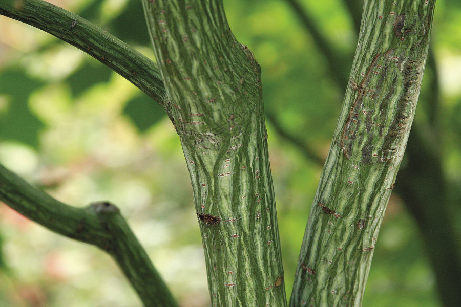 White Tigress snakebark maple