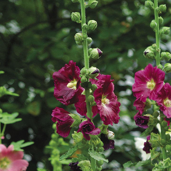 Hollyhock (Alcea rosea) - Biennial - Flower - 75+ Seeds – Oak Summit Nursery