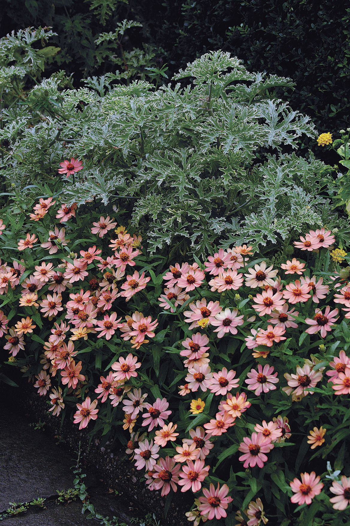 peach colored flowers