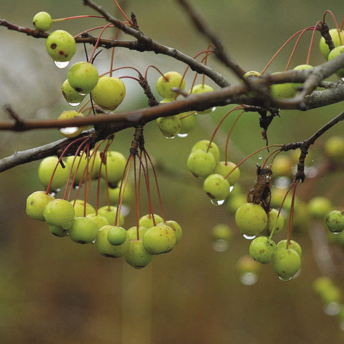 crabapple