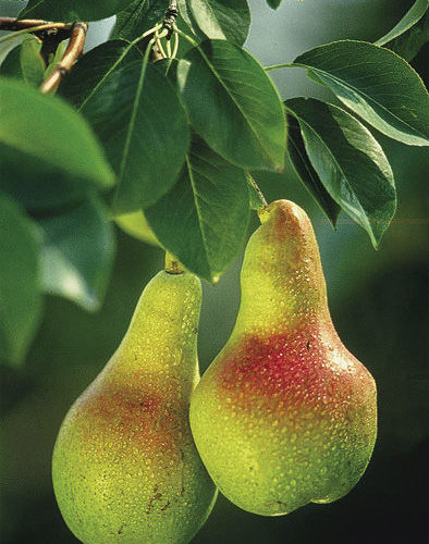 pears