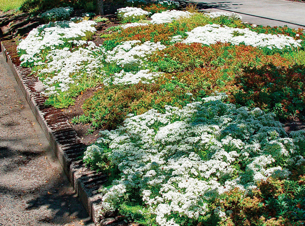 ‘Coral Carpet’ sedum