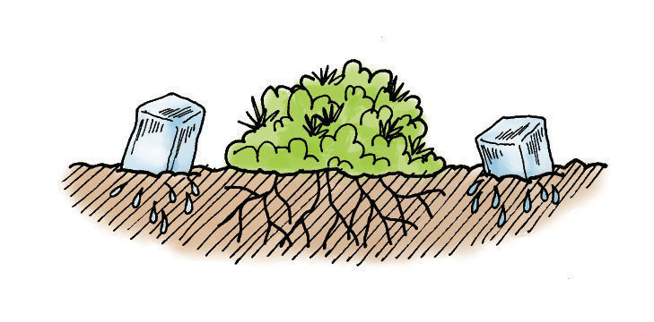 drawing of ice cubes on a path near a ground cover for slow-release watering