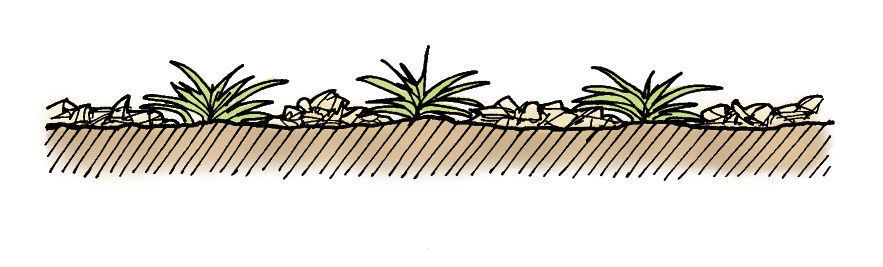 drawing of plants spaced out on the ground
