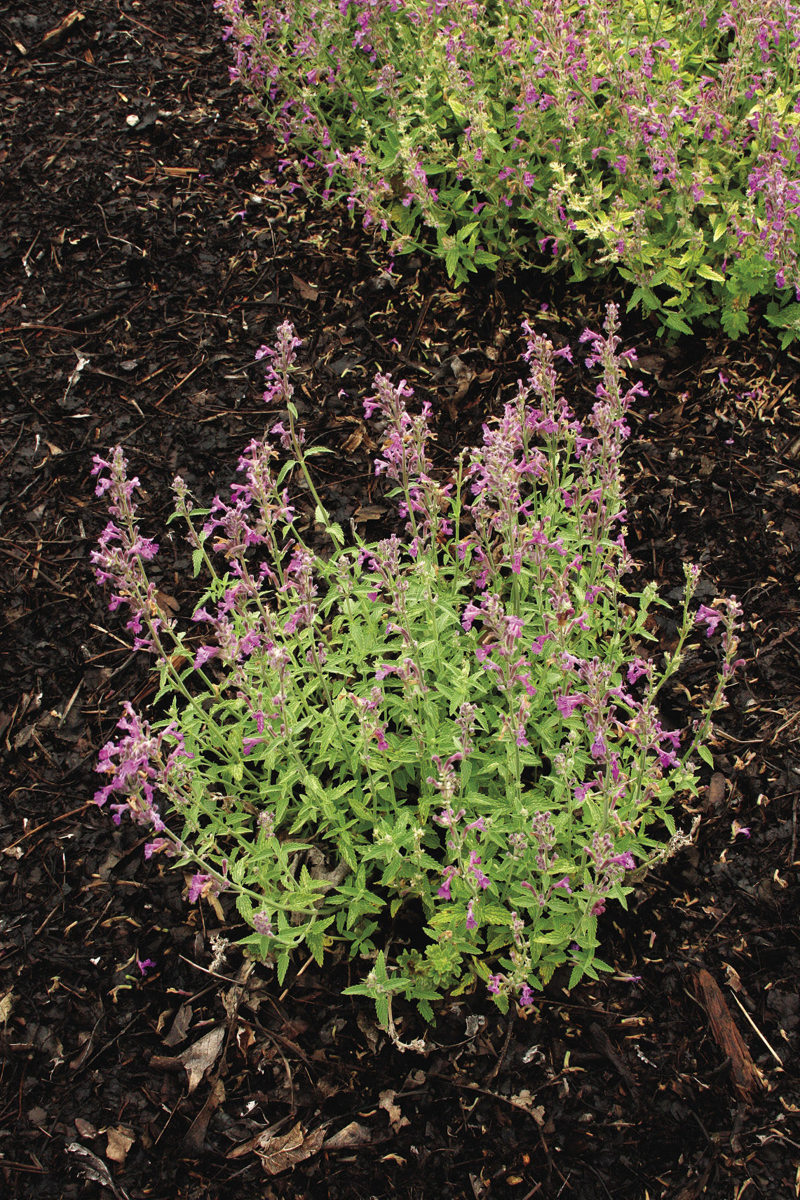 All About Growing Catmint - Plant Trial Results - FineGardening