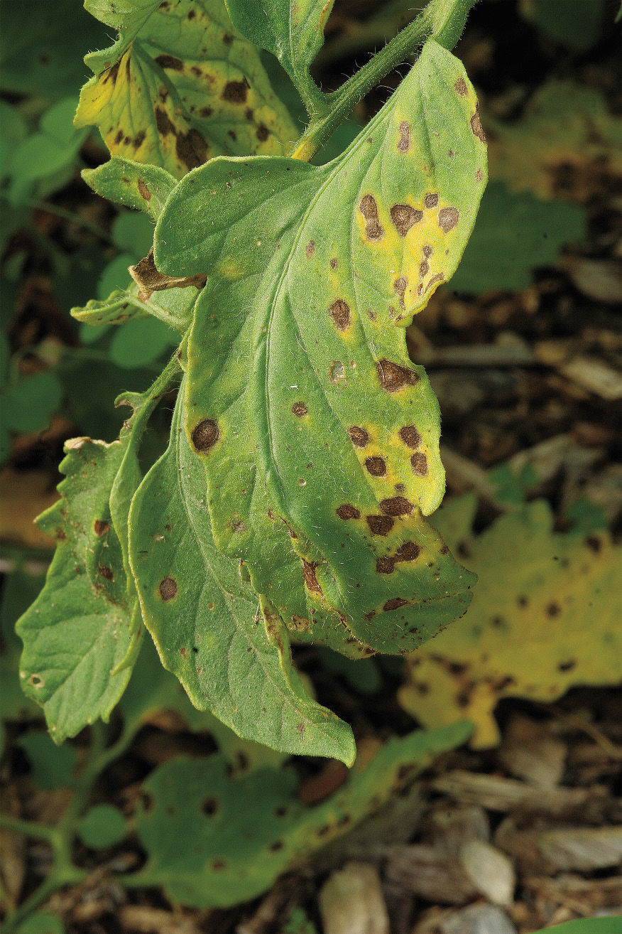 There are greasy brown patches all over plants