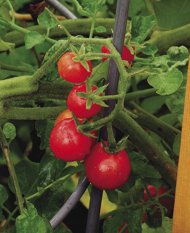 Matt’s Wild Cherry tomatoes