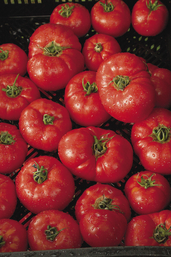 Mountain Fresh tomatoes