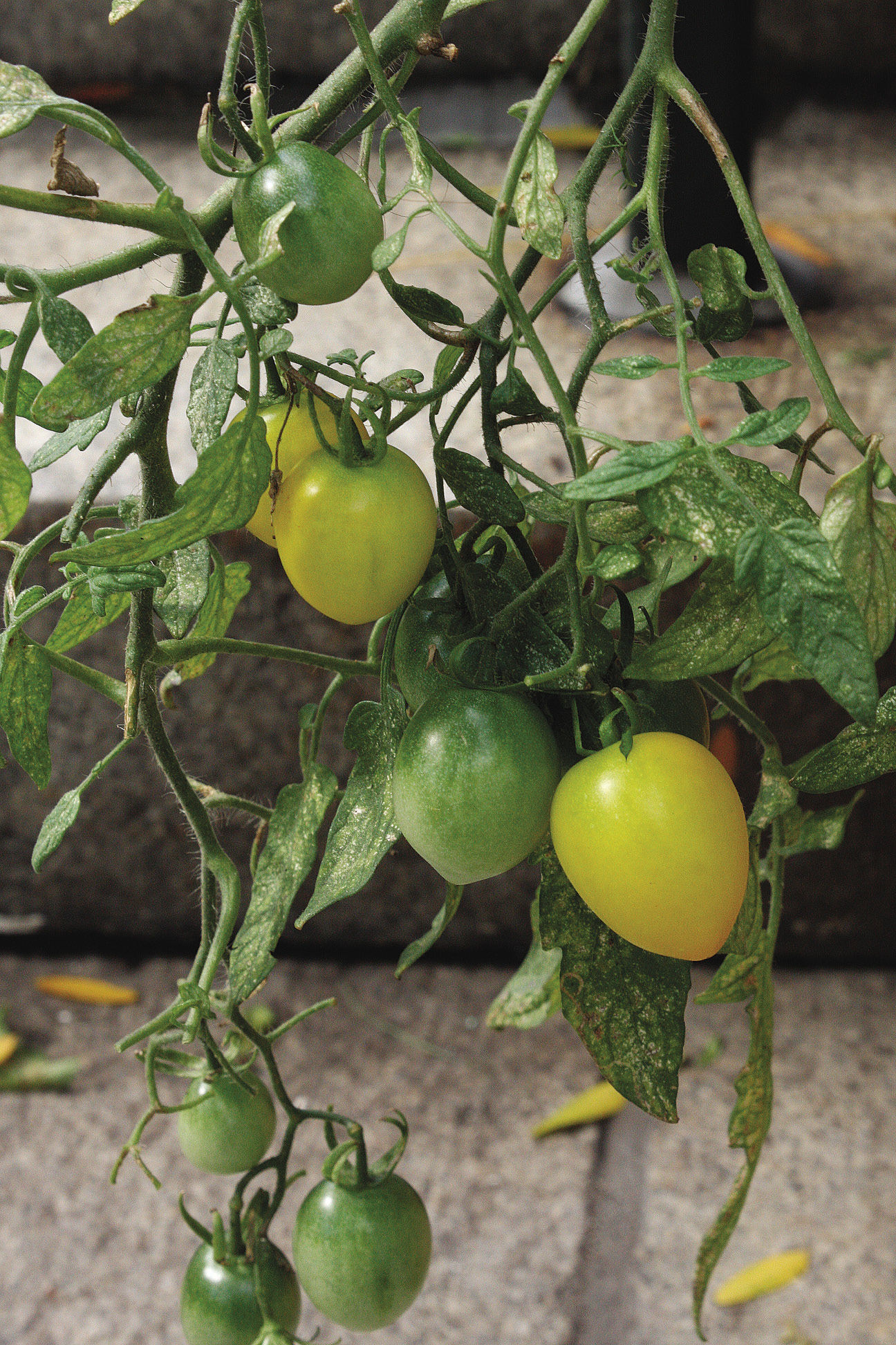 ‘Tumbling Yellow Tom tomatoes