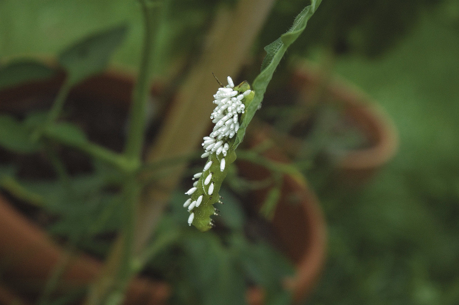 A green worm is eating your plants