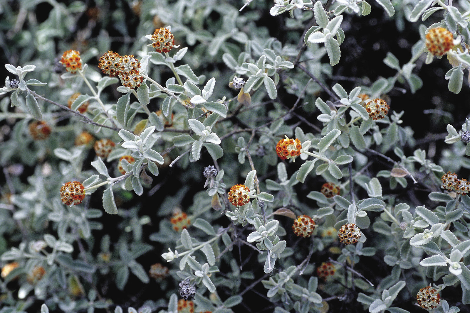 Woolly butterfly bush