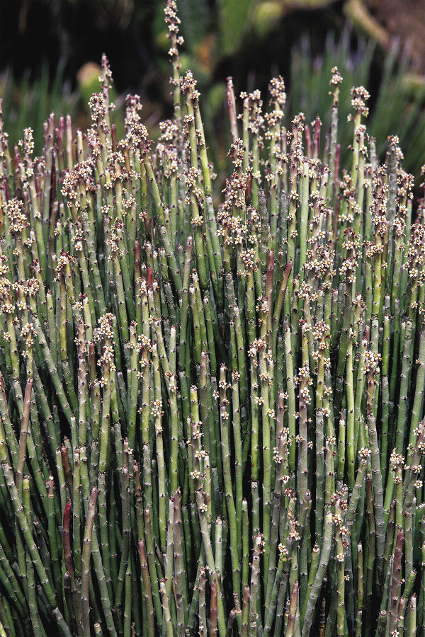 Candelilla ~ The Small Plant with a World of Uses