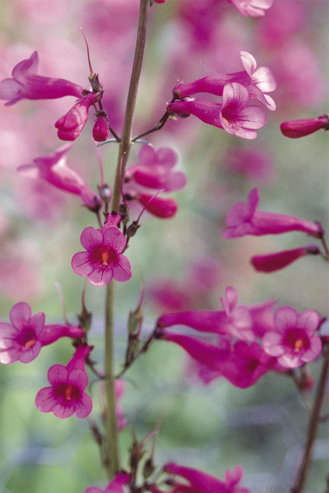 Parry’s penstemon