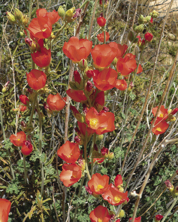 Desert mallow