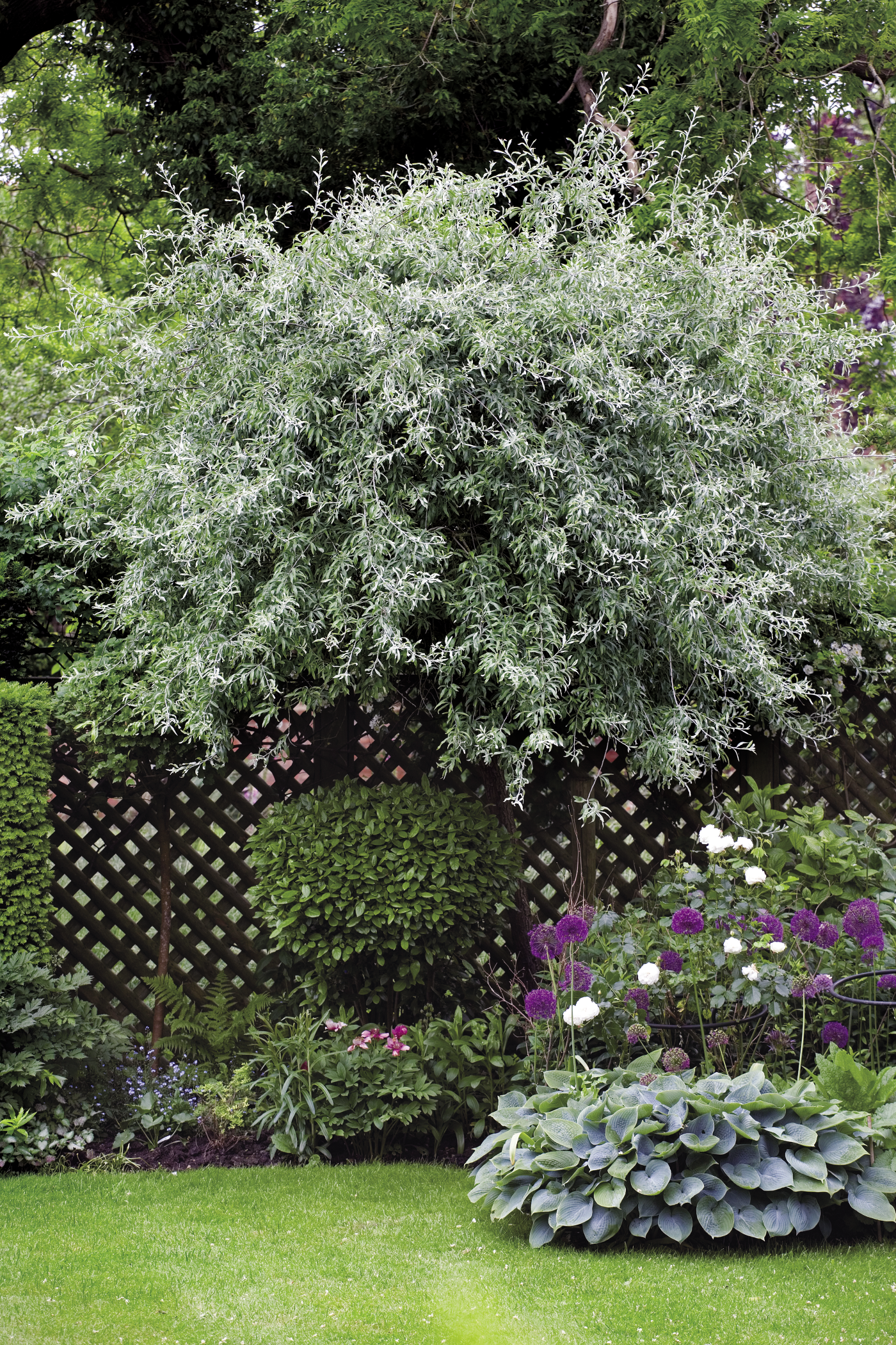 dwarf weeping tree