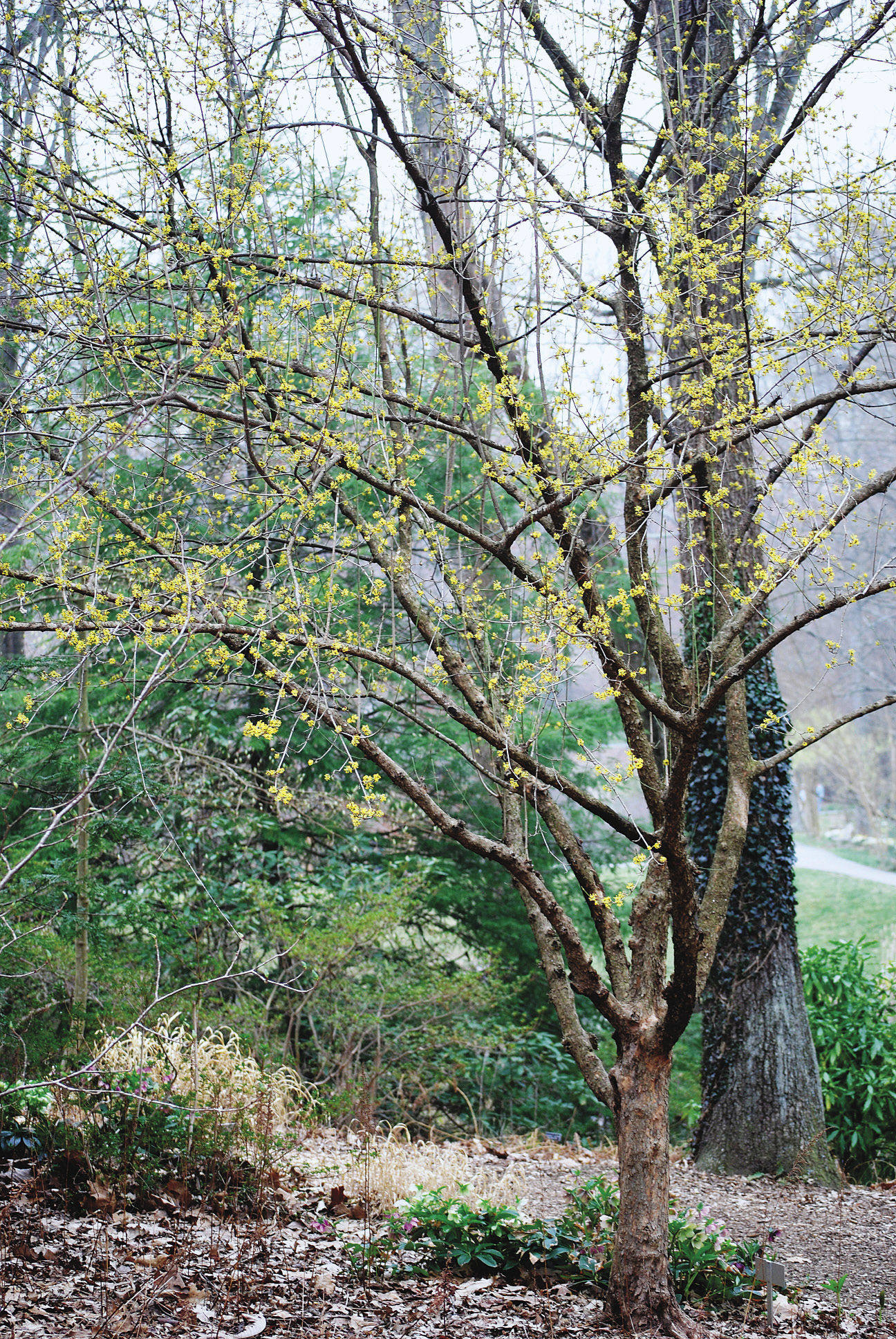 ‘Golden Glory’ Cornelian cherry blooms Cornus mas ‘Golden Glory’