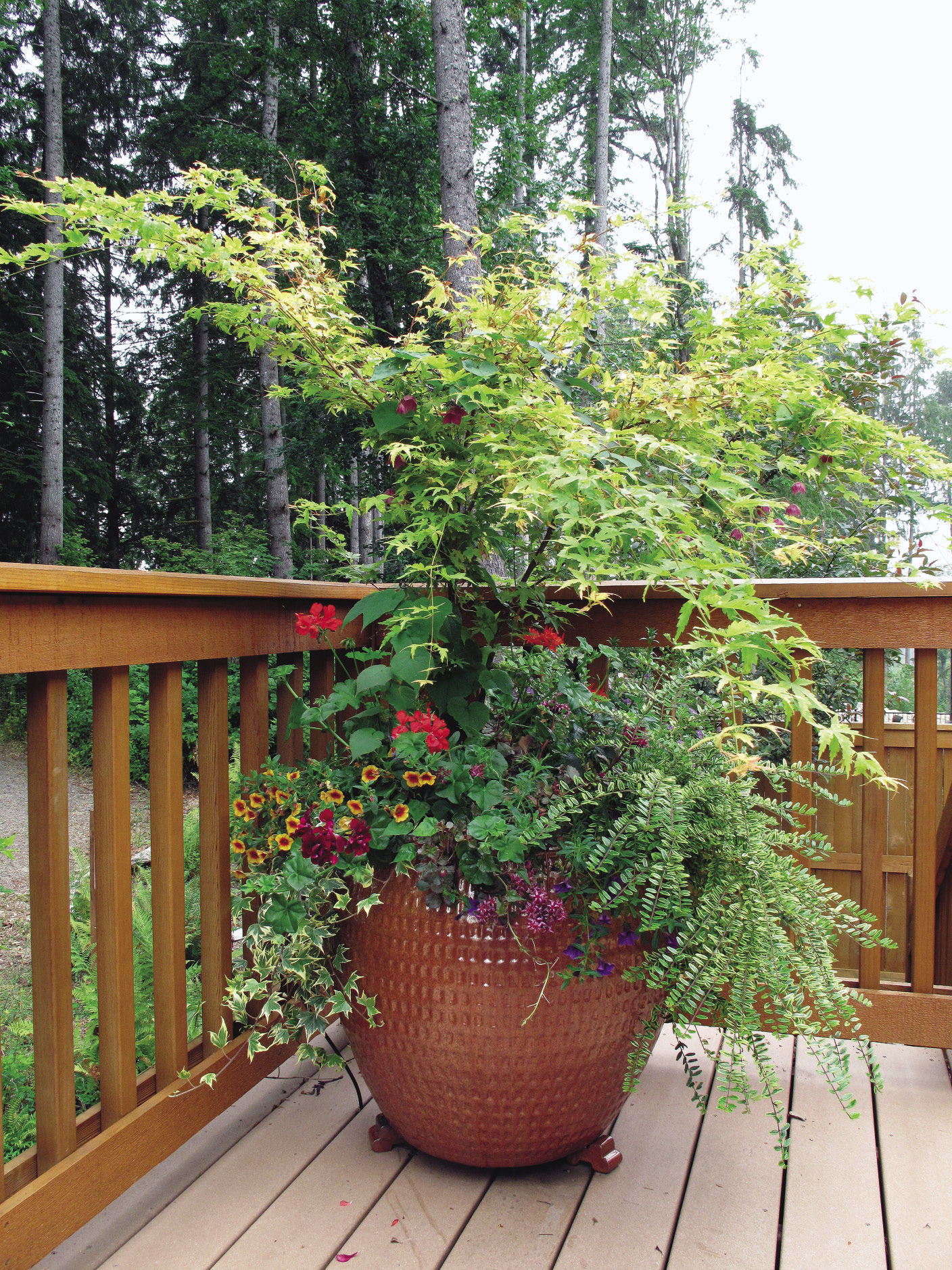 Acer palmatum ‘Red Wood’ Japanese maple