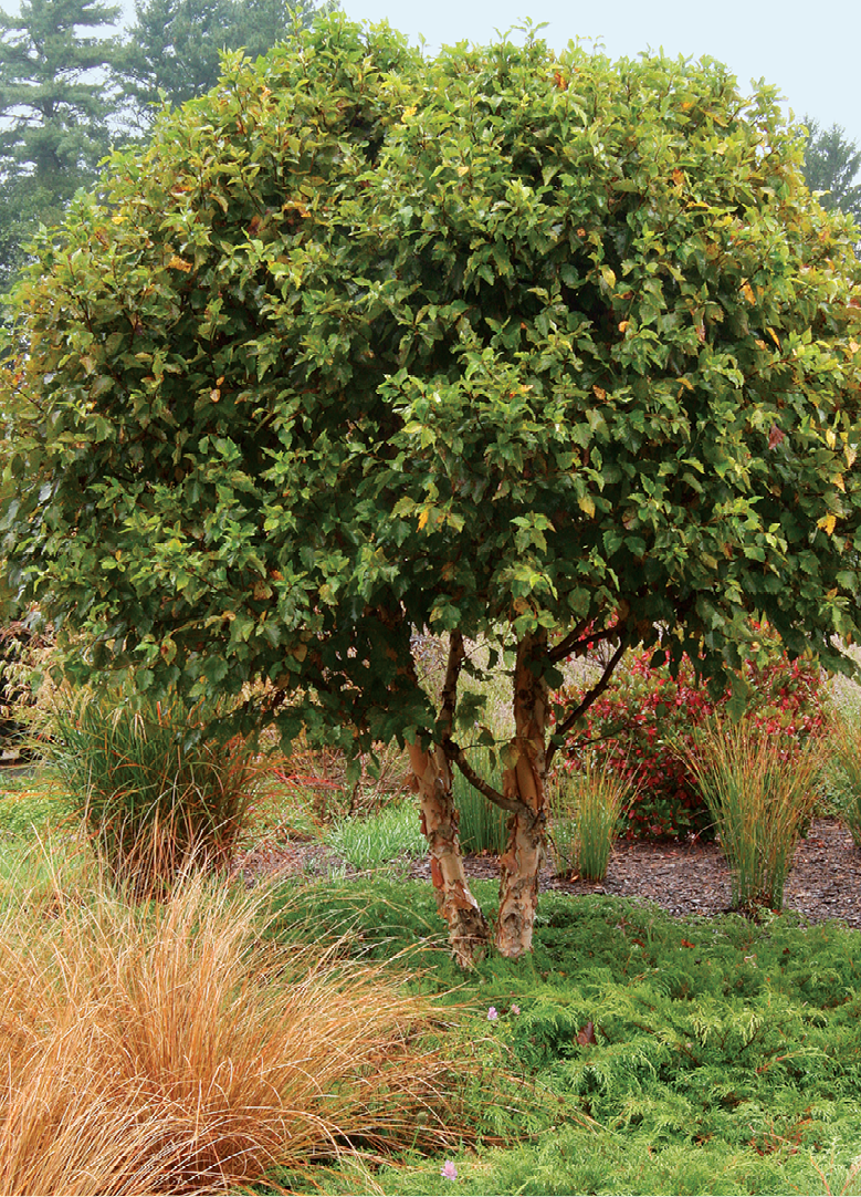 Betula nigra ‘Fox Valley’ river birch