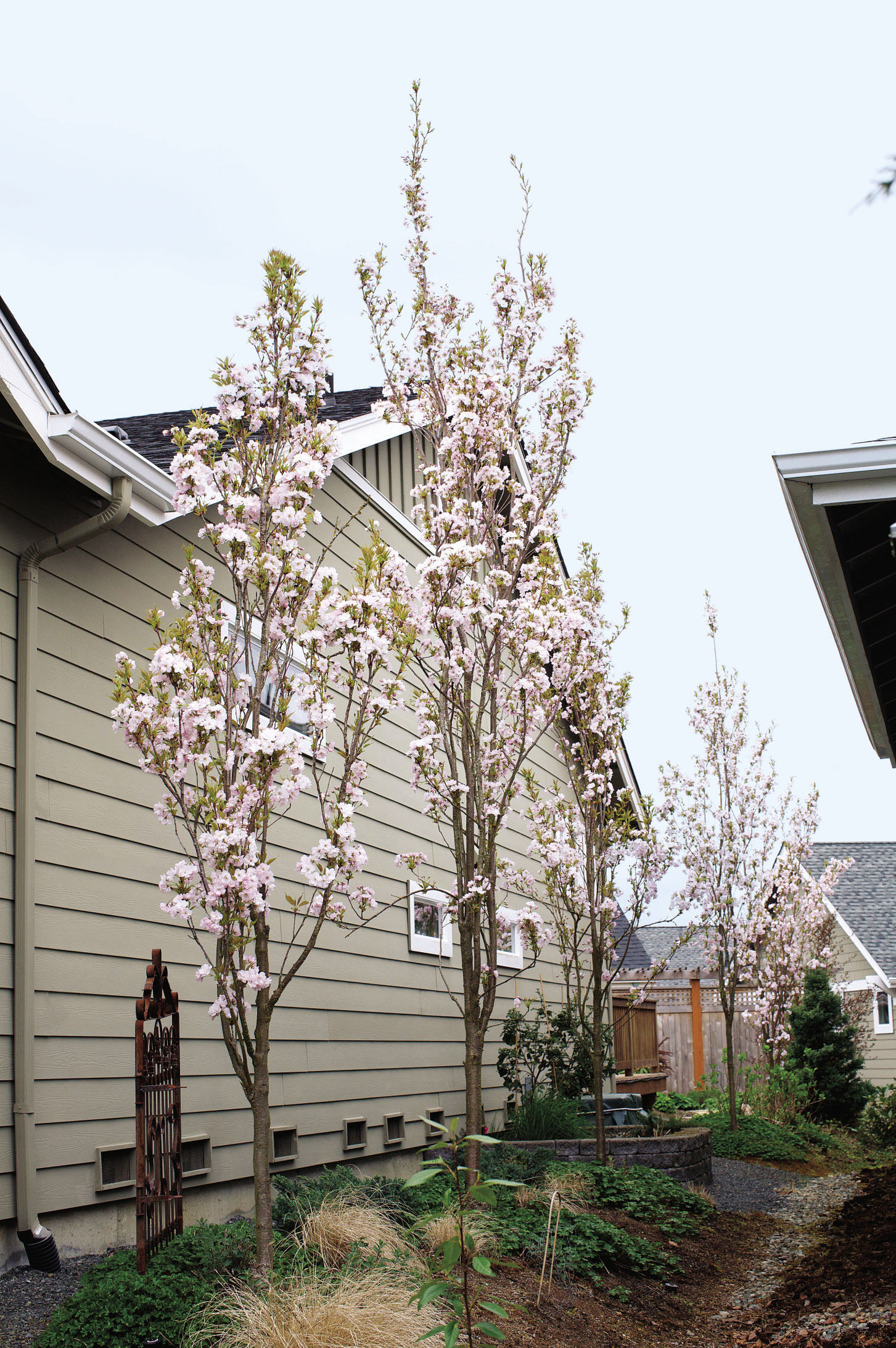 Prunus serrulata ‘Ama-no-gawa’ flagpole cherry