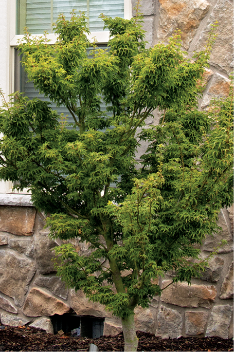 Acer palmatum ‘Shishigashira’ Lion's head maple