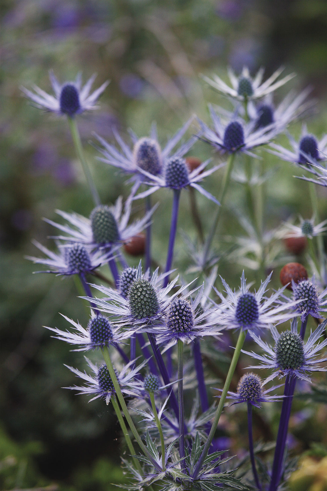 10 Winter Plants That Will Thrive in the Cold Weather - CNET