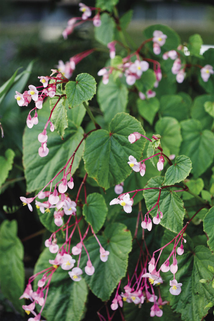 Regional Picks: Color in the Shade - Southeast - Fine Gardening