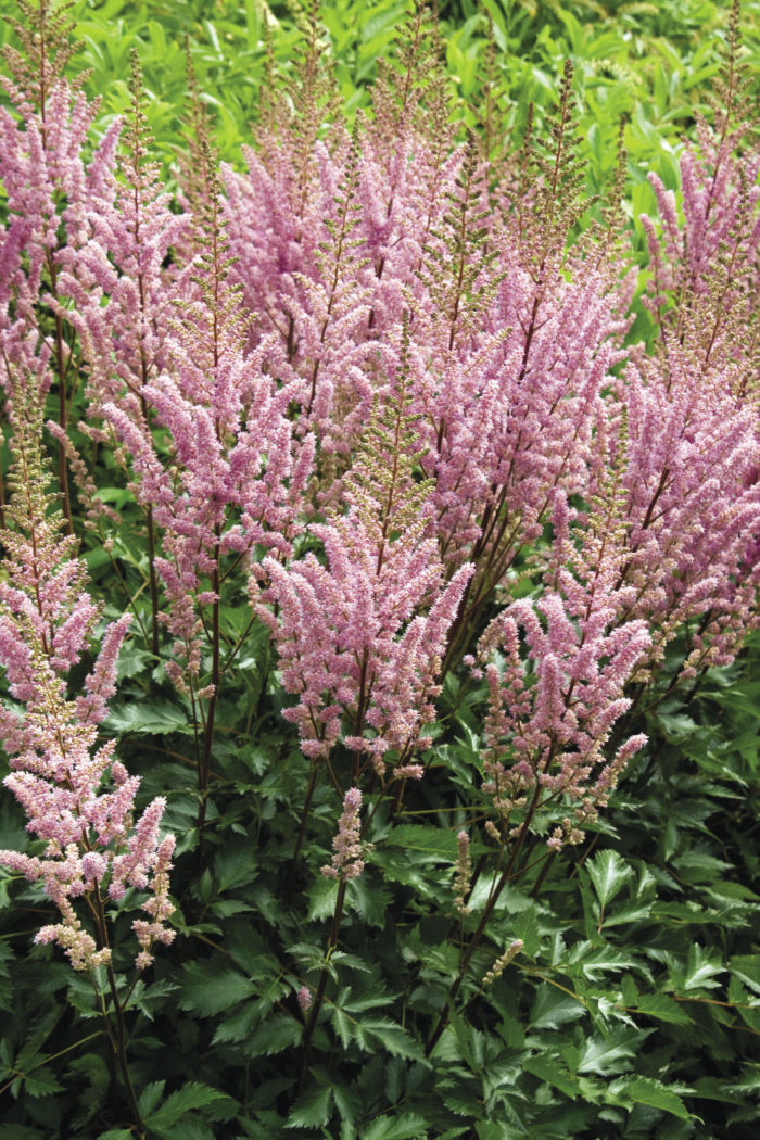 Regional Picks: Color In The Shade - Mountain West - Finegardening