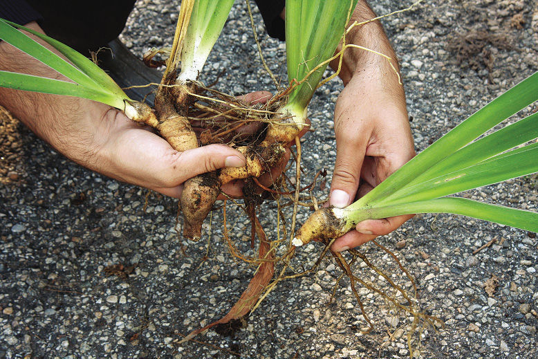 How to Lift and Divide Iris Plants