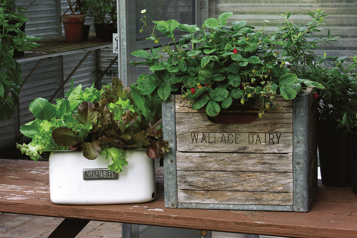 Where to Find Budget-Friendly Pots and Planters