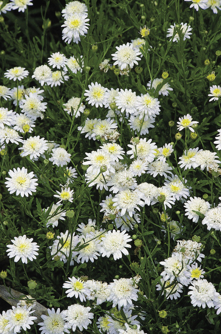 Cinderella Plants Great Plants that Deserve Recognition Fine Gardening