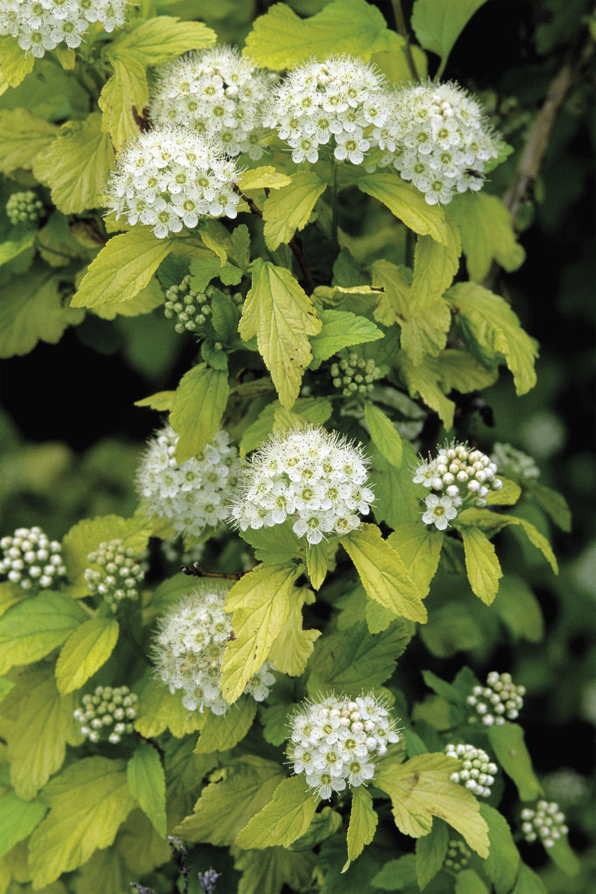 Chartreuse Foliage Makes a Splash - FineGardening