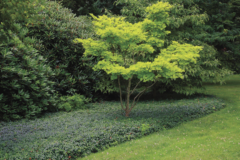 Lime Green Foliage Selections - Tree Selections - Speciality Trees