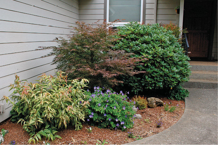 plants in front garden