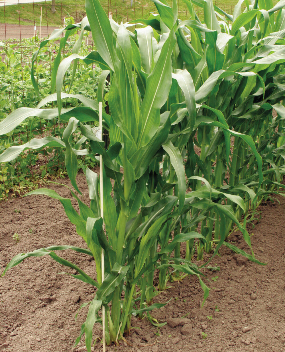 Growing Sweet Corn in Your Organic Garden