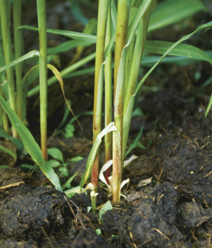 How to Grow Corn Fine Gardening