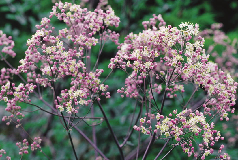 Plumes N Blooms By Terra