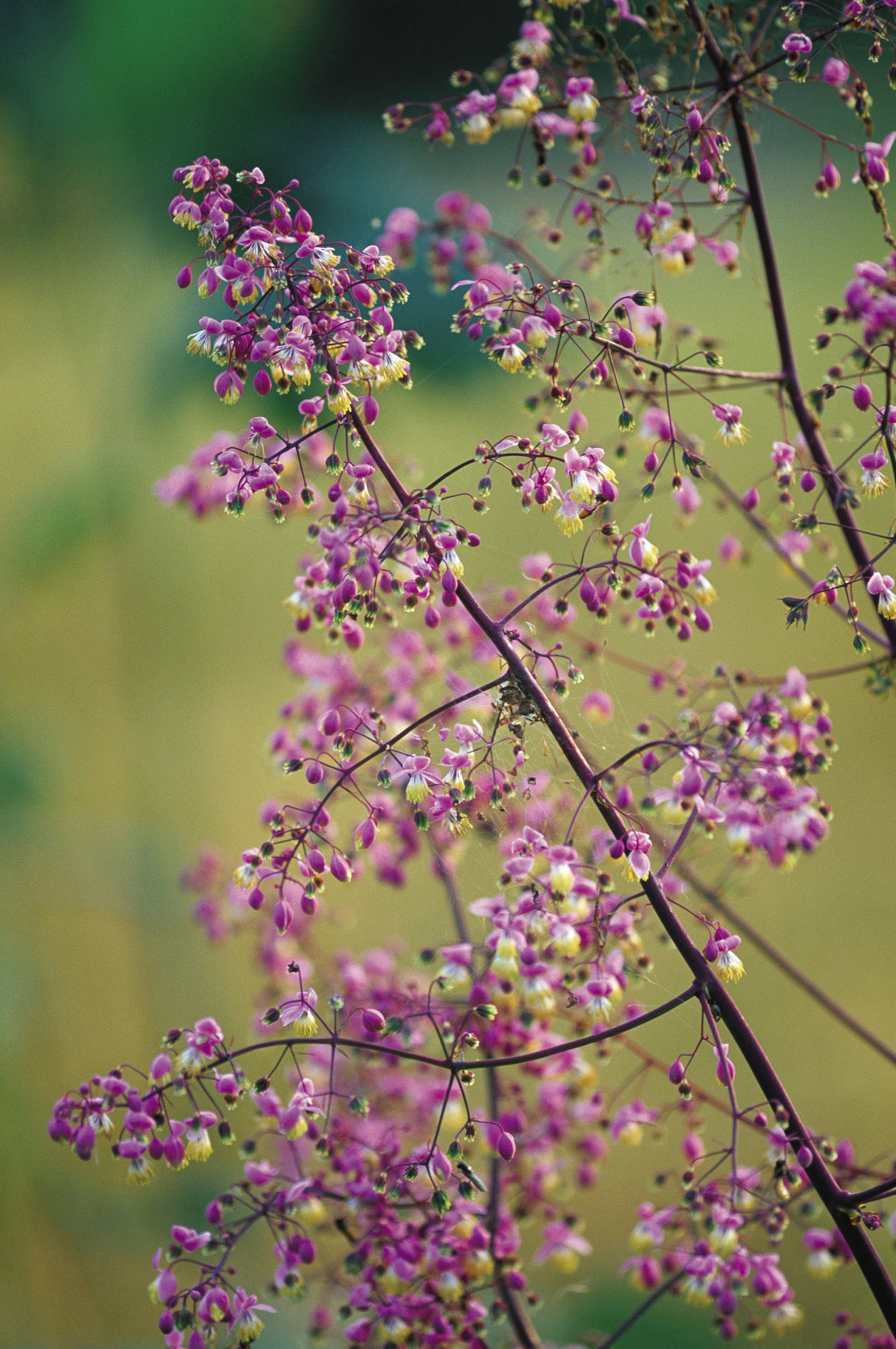 Yunnan meadow rue