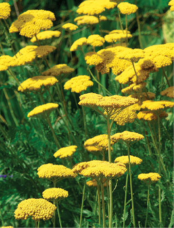 Regional Picks: Deerproof Perennials - California - Fine Gardening