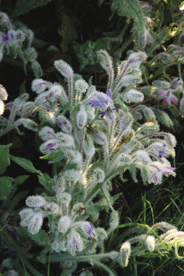 borage herbs flowers