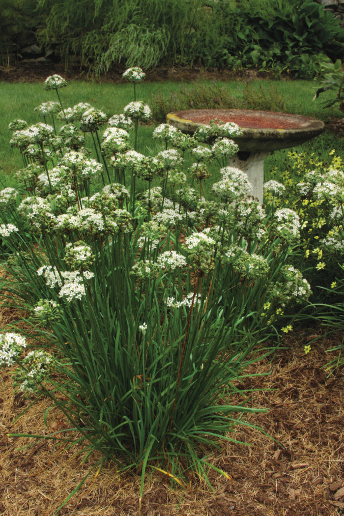 garlic chives