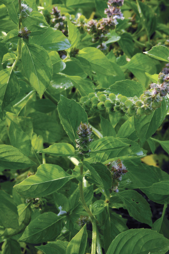 lemon basil