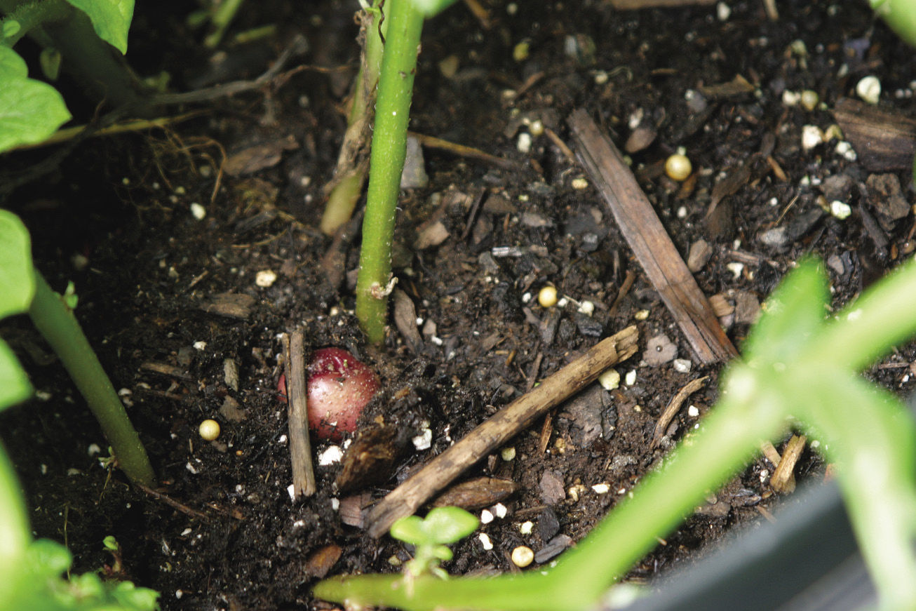 baby potato growing