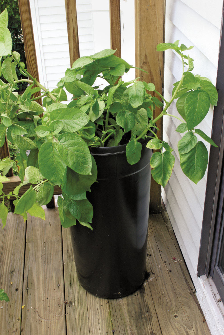 growing potatoes