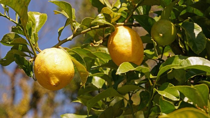 lemon tree