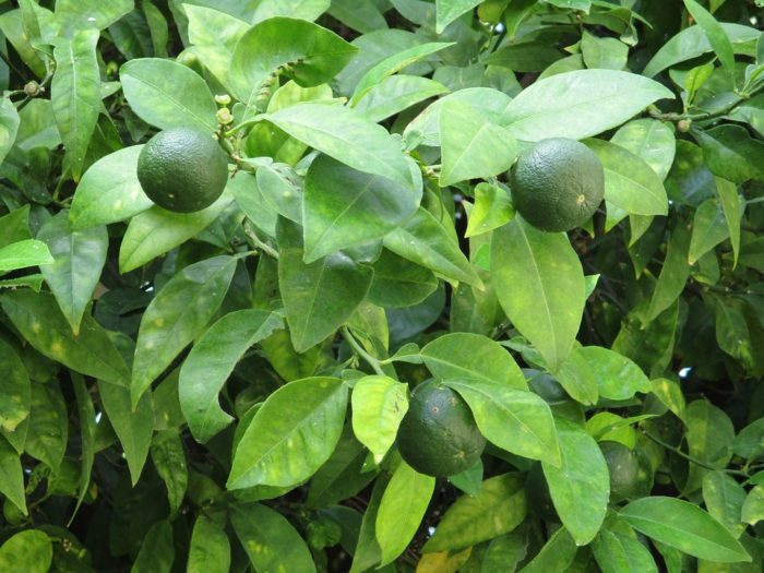 lime citrus tree