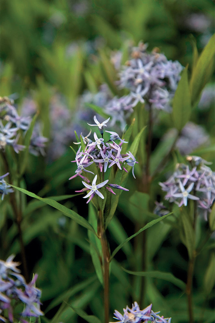 bluestar flower