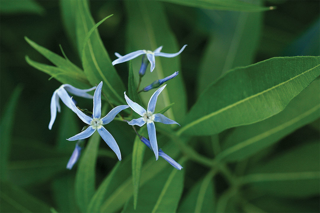 Bluestar A Native Plant For The Masses Fine Gardening   Blue Star 