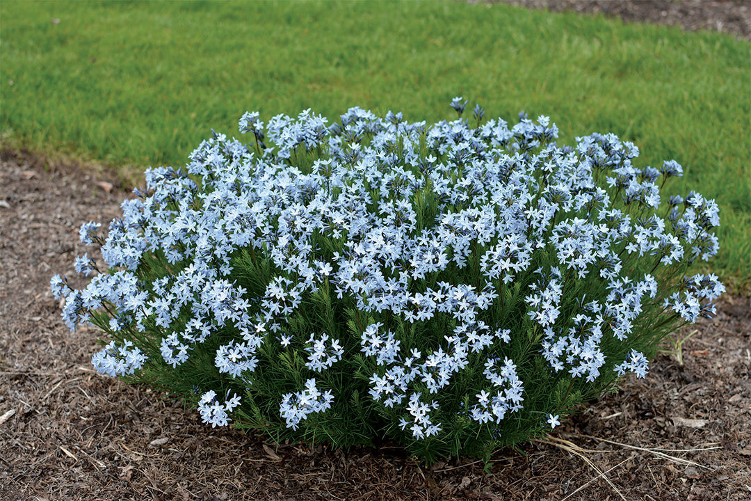 bluestar flower