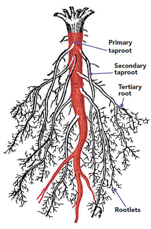 tap root plants list